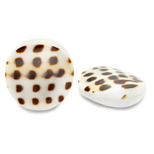 Perles coquillage 20mm Blanc marron