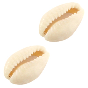 Coquillages Cauri Ivoire-beige